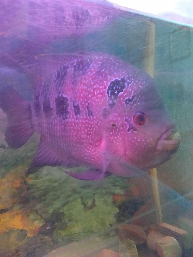 Freshwater Ornamental Fish Ikan Hias Air Tawar Steemit