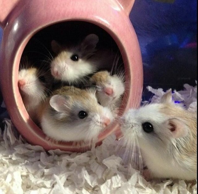 How to make on sale a hamster smell better