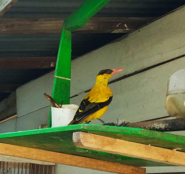 43++ Burung kepodang hutan terbaru