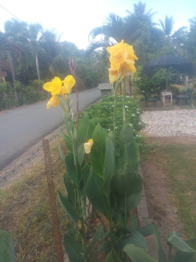 Classification And Morphology Of Yellow Tasbih Flowers Steemit