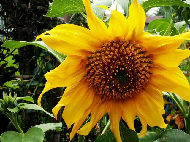 Bunga Matahari Helianthus Annuus Dan Peranannya Dalam Kehidupan Steemit