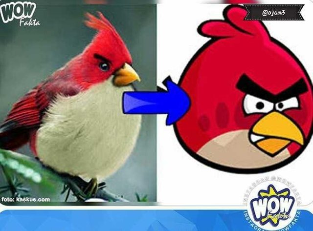 It Turns Out The Red Character In The Game Angry Bird Is A Redheaded Cardinal Bird That The Latin Name Paroaria Coronata Steemit