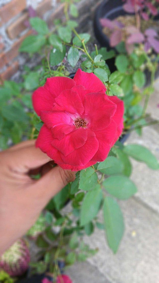 Flower Photo Challenge Bunga Mawar Rose Steemit