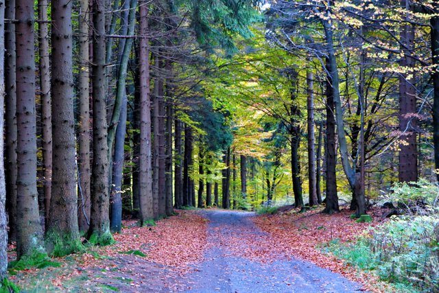 Thuringian forest