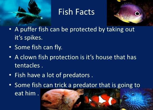 Fish Pictures & Facts