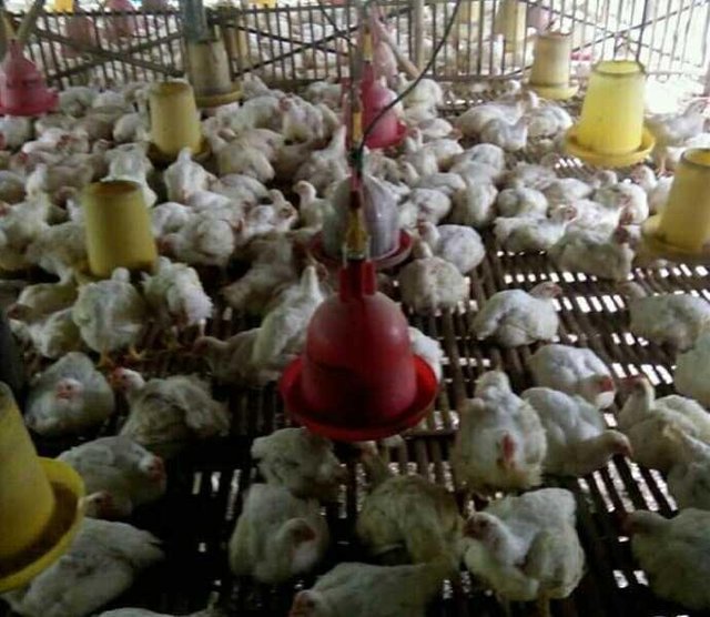 Ayok Kita Buka Usaha Di Bidang Peternak Ayam Broiler Steemit