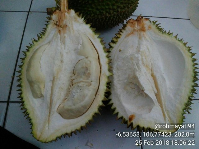 Download 580 Koleksi Gambar Durian Lokal Keren HD