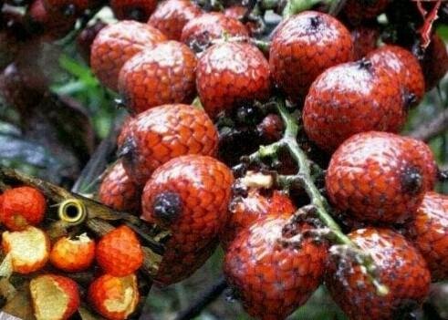 Harga Buah Rotan  Manau Promo