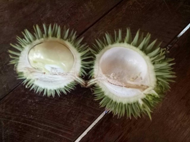 Download 4100 Koleksi Gambar Durian Kecil  HD