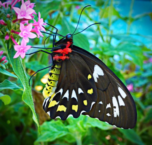 Common Crow Butterfly. — Steemit