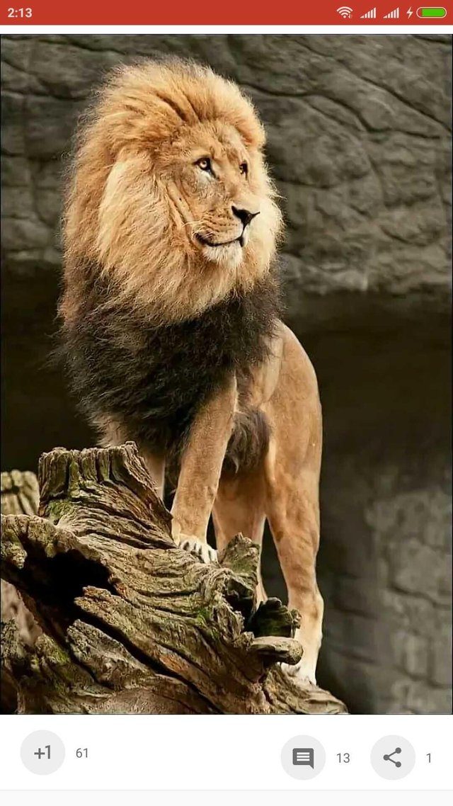 Lion (the king of the forest) — Steemit
