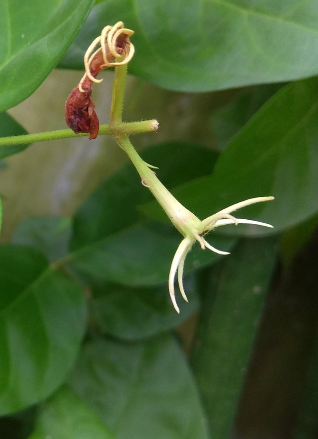 Analogy of jasmine expression that never lie — Steemit