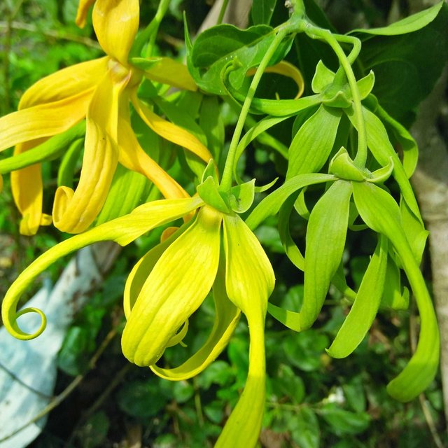 Gambar Bagian Bagian Bunga Kenanga Gambar Bunga