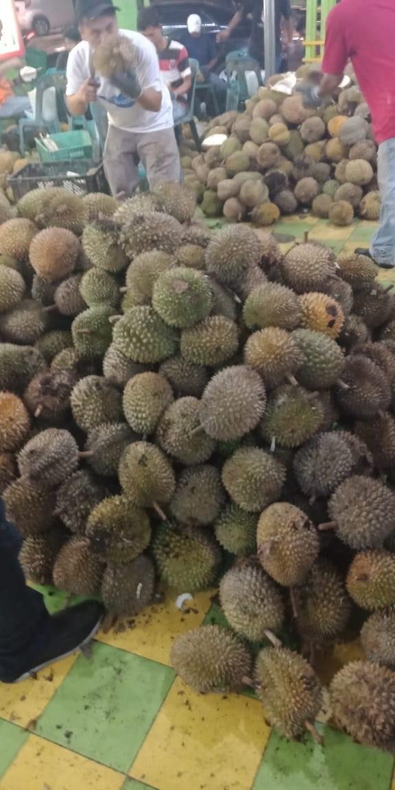 Unduh 82 Koleksi Gambar Durian Panjang  