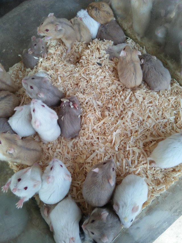 Hamster Hewan Lucu Dan Imut Steemit