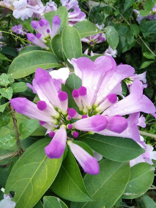 Beautiful Flowers At My Sister S House Steemit