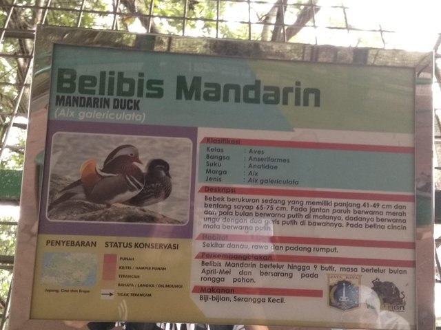 Burung Belibis Steemit