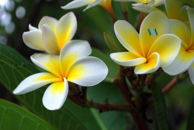 The White Frangipani Flowers Bunga Kamboja Putih Steemit
