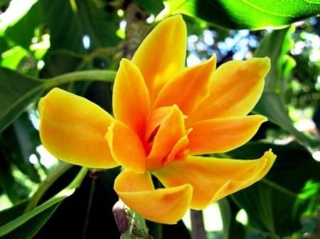 Types Of Cempaka Flowers That Exist In Indonesia Jenis Jenis Bunga Cempaka Yang Ada Di Indonesia Eng Ind Steemit
