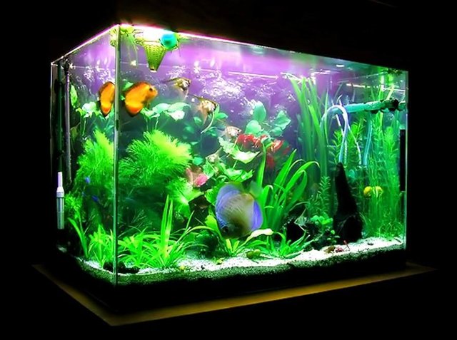 Selling Ornamental Fish Jual Ikan Hias Steemit