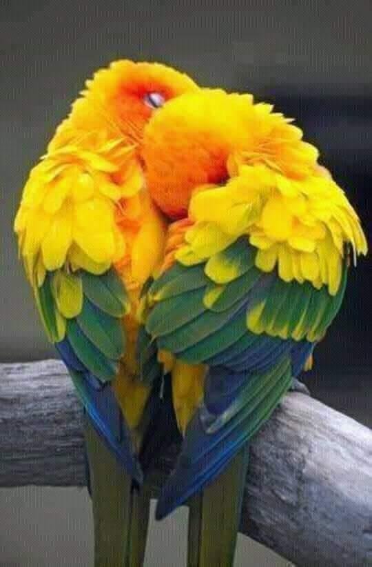 A Pair Of Beautiful Birds Steemit