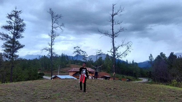 Hutan Pinus Keindahan Lain Di Dataran Tinggi Gayo Aceh