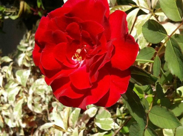 Paling Populer 16+ Bunga Mawar Merah Yg Mekar - Gambar ...