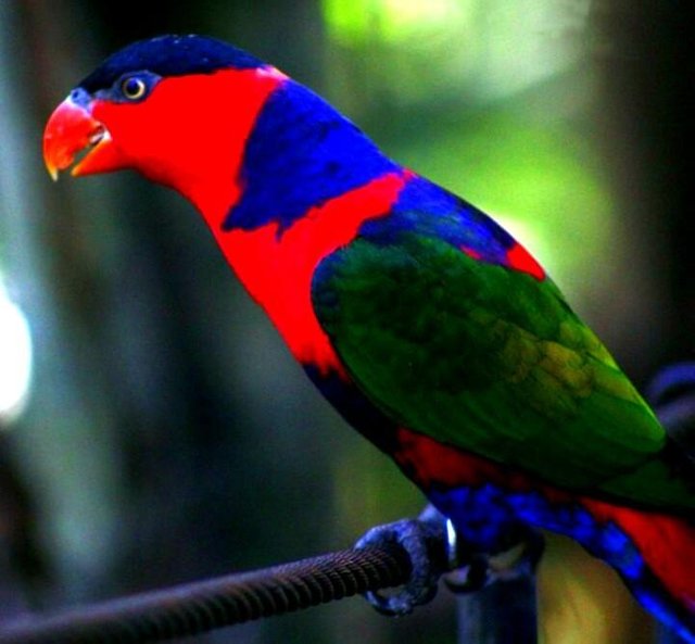 Black Capped Lory Steemit