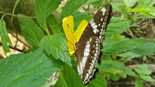 The Philosophy Of Butterfly Steemit