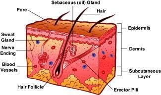 FUNTIONS OF THE SKIN — Steemit