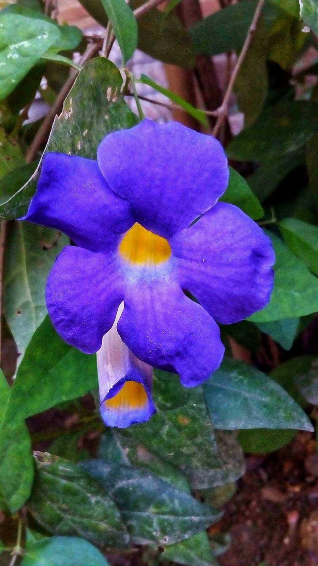 31+ Gambar Bunga Yg Berwarna Biru - Gambar Bunga Indah