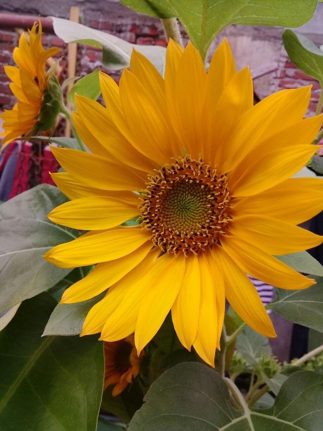  Bunga  Matahari Sedang Mekar The Sunflower Is In Bloom Steemit