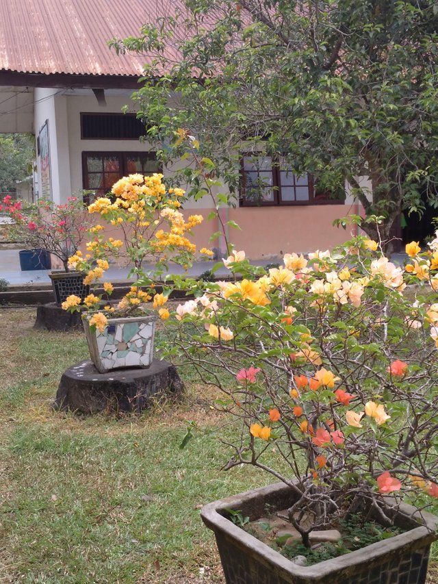 Bunga Kertas Zinnia Flower di halaman sekolah — Steemit