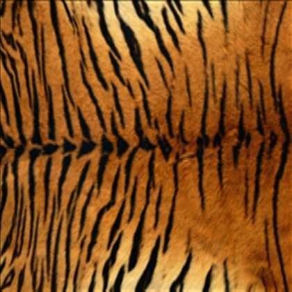 78+ Gambar Warna Harimau Paling Hist