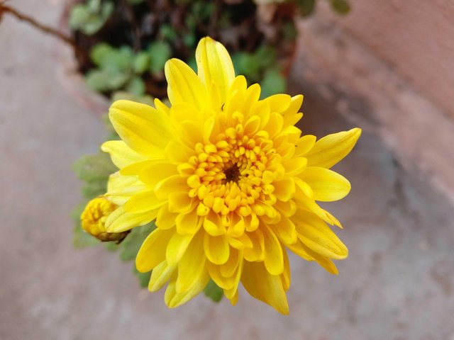 Chrysanthemum Flower Name In Kannada - Best Flower Wallpaper