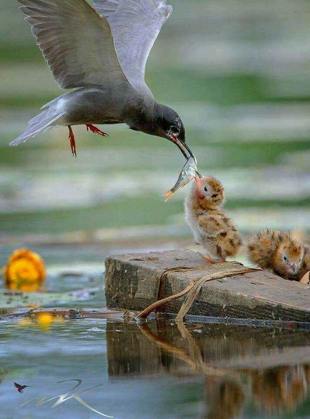 Burung Terbang Steemit