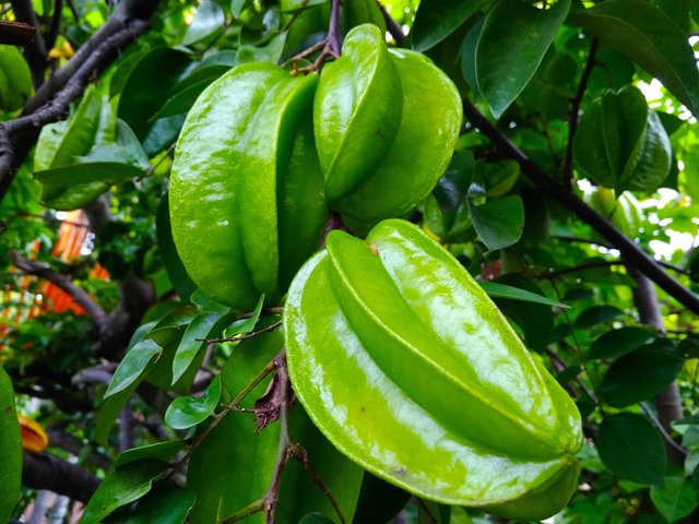 Lime Bait - Boroi level Sham Piman tiada masalah. Boroi