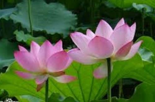 Benefits Of Lotus Flower Steemit
