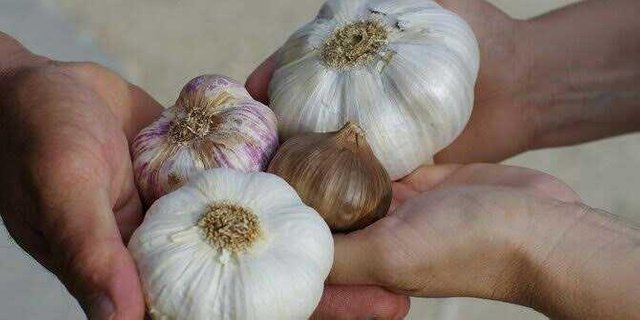 Some Benefits Of Garlic For Health Two Languages English Indonesia Steemit