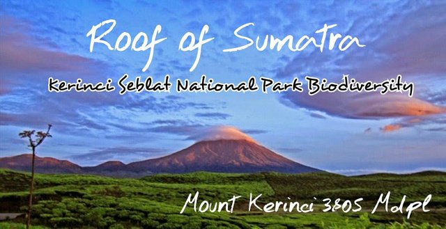 #3 Exploring and Observation Biodiversity Kerinci Seblat National Park (TNKS) Mount Kerinci