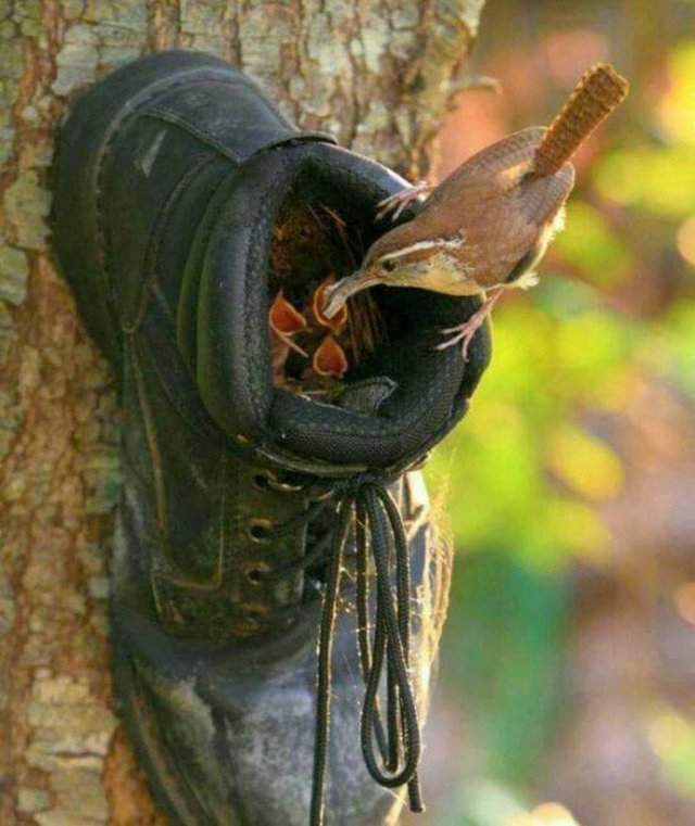 Sangat Langka Dan Sangat Unik Tempat Tidur Burung Ini Very