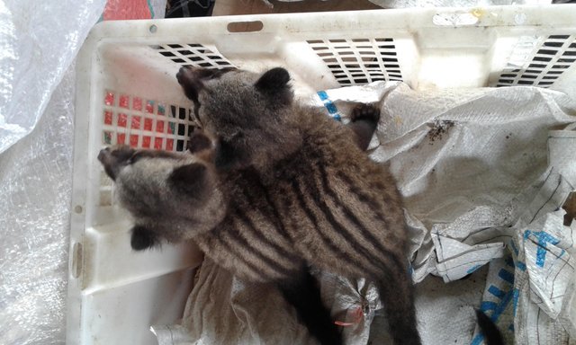 Anak Musang Pandan Steemit