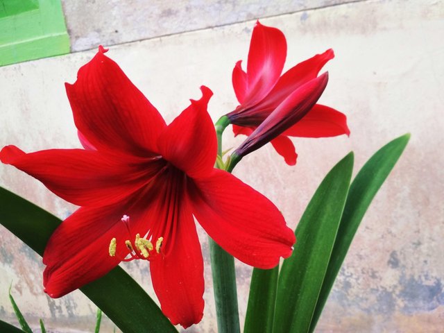 Bunga Lily Merah Steemit