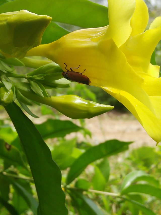 Beauty And Benefits Of Allamanda Flowers Steemit