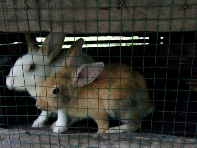 Sepasang Kelinci Steemit