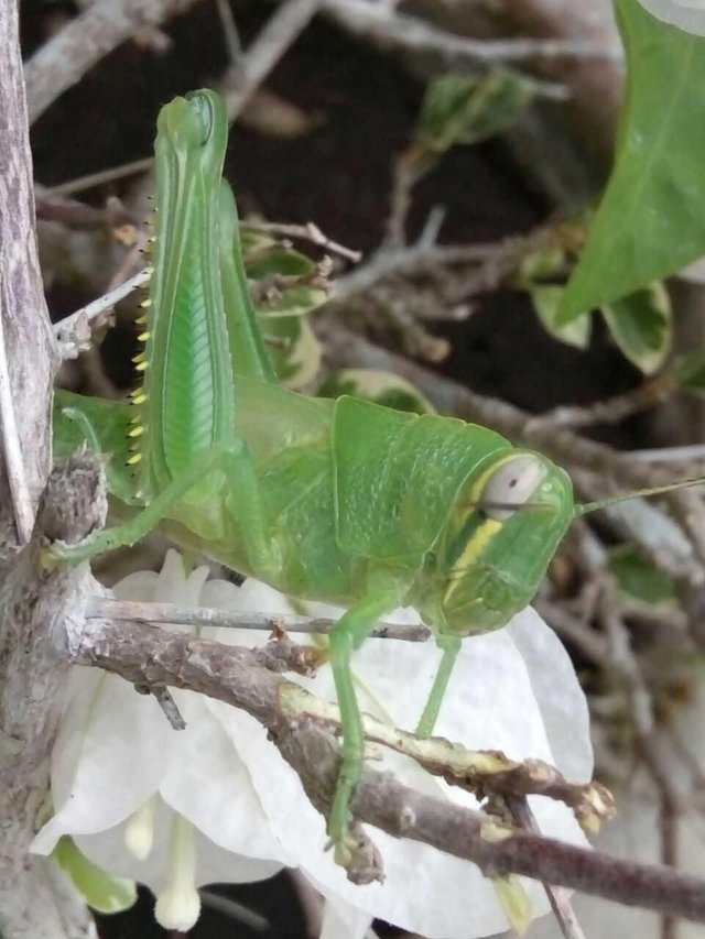 Gambar Pohon Warna Hijau - Gambar Bagian Tumbuhan