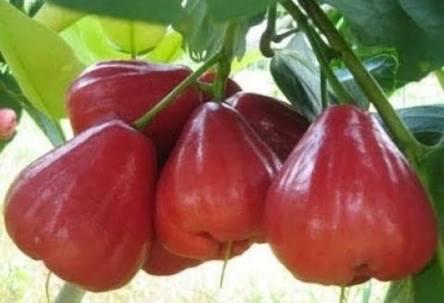 Types of Cashew Fruit 
