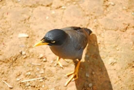 Burung Jalak Kerbau Atau Beo Kerbau Steemit