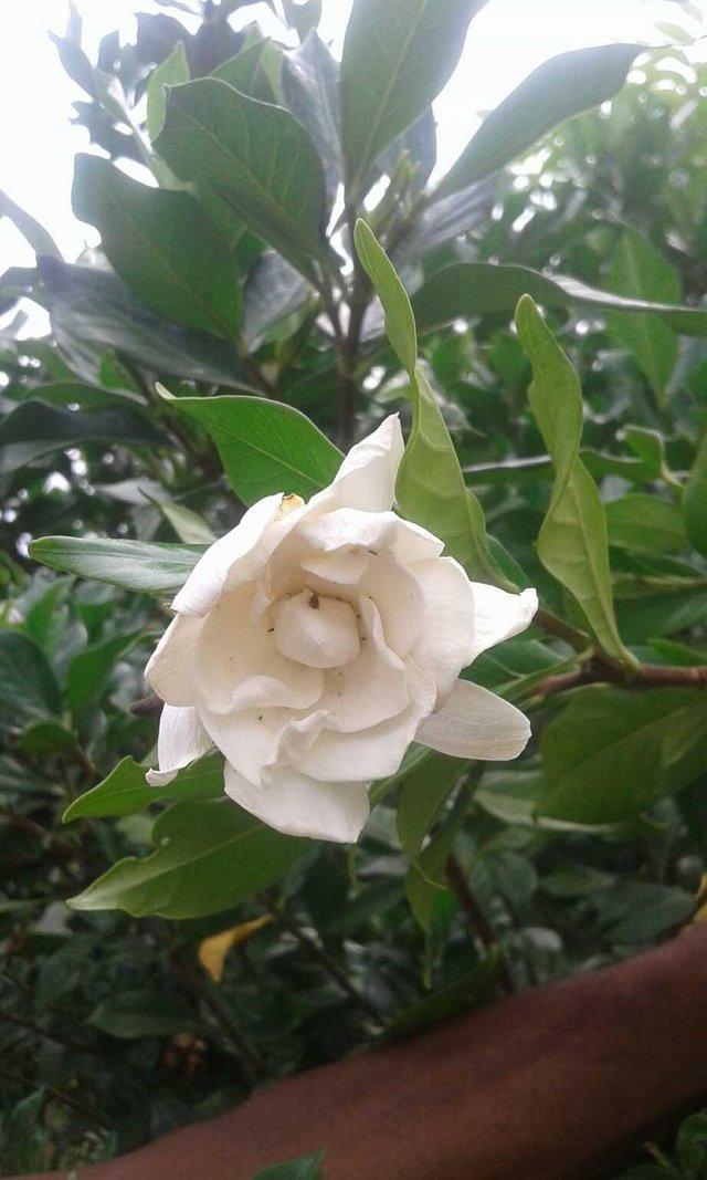 Benefits Of Drinking Jasmine Flower Water Best Flower Site