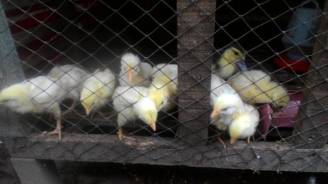 Cara Mudah Budidaya Ayam Potong Skala Kecil Dengan Keuntungan